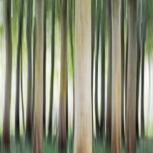 Trees Moving